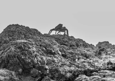 Sally Lightfoot Crab standing on rough, jagged rocks along a rocky shore in black and white