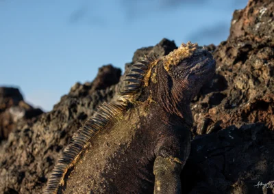 Galapagos Marine Iguana