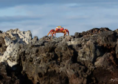 Sally Lightfoot crab standing on rough volcanic rocks with a blue sky and ocean in the background.