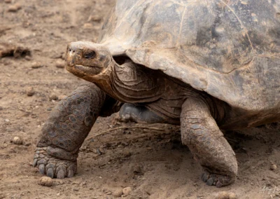 Close-up of a tortoise's muddy legs and shell standing on dusty, barren ground