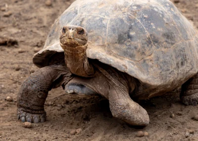 Close-up of a large dusty tortoise walking on dirt, showing a rough, cracked shell and textured wrinkled legs in the foreground.