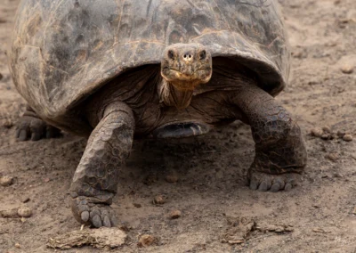 Close-up of a mud-dusted tortoise standing on dry, dusty ground with its front legs visible