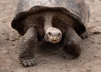 Close-up of a muddy tortoise walking on dirt, showing its head, wrinkled neck, and textured legs