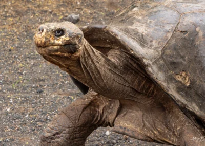 Close-up of a Galapagos Giant Tortoise with a weathered shell and wrinkled neck on rocky ground