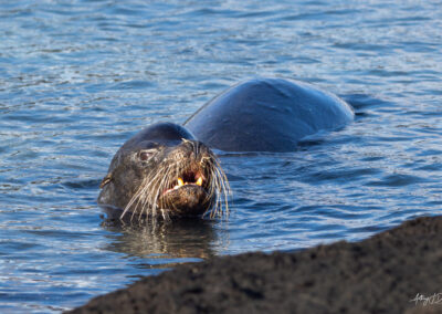 Galapagos Sea Lion