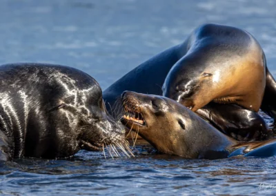 Galapagos Sea Lion Family Squabble