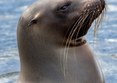 Close-up of a Galapagos Sea Lion with long whiskers, resting against a blue ocean backdrop.