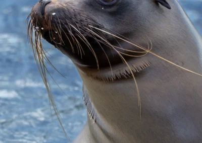 Close-up of a Galapagos Sea Lion with whiskers and grey fur against an icy blue background.