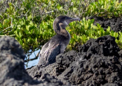 Flightless Cormorant standing on black volcanic rocks with green foliage in the background and water beyond.