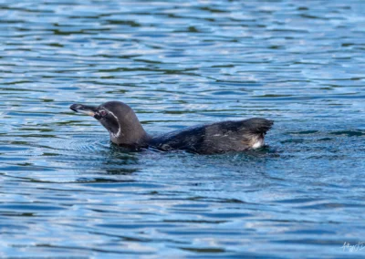 Close-up of a Galapagos Penguin swimming through blue rippling water, head and upper body visible.