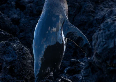 Galapagos Penguin standing on dark volcanic rocks by the shore, its glossy blue-black feathers wet from the water.https://example.com