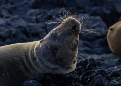 Galapagos Sea Lion on dark volcanic rocks, head raised with whiskers spread outward.