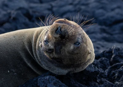 Close-up of a Sea Lion resting on dark volcanic rocks, whiskers fanning out from its snout.