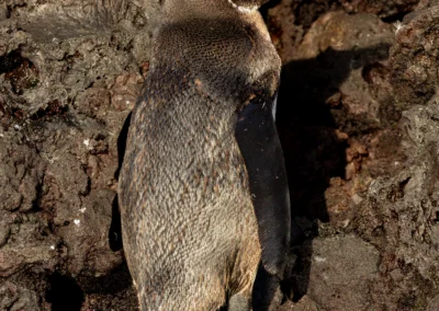 Galapagos Penguin standing on dark, rough volcanic rocks, facing right with a speckled gray chest and black head.