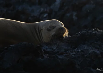 Galapagos Sea Lion resting on dark, jagged rocks at dusk, with a warm glow outlining its head and long whiskers.