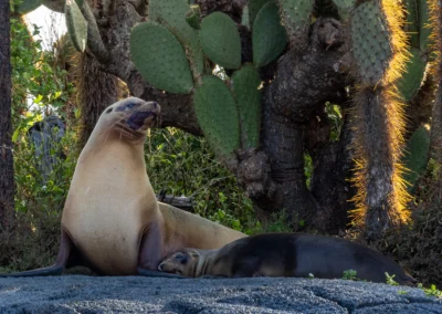 Sea lion resting among cactus plants and trees, with one upright and looking upward partly in sunlit surroundings.