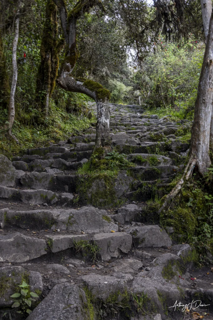Stone steps winding uphill through a mossy green forest with trees and undergrowth.