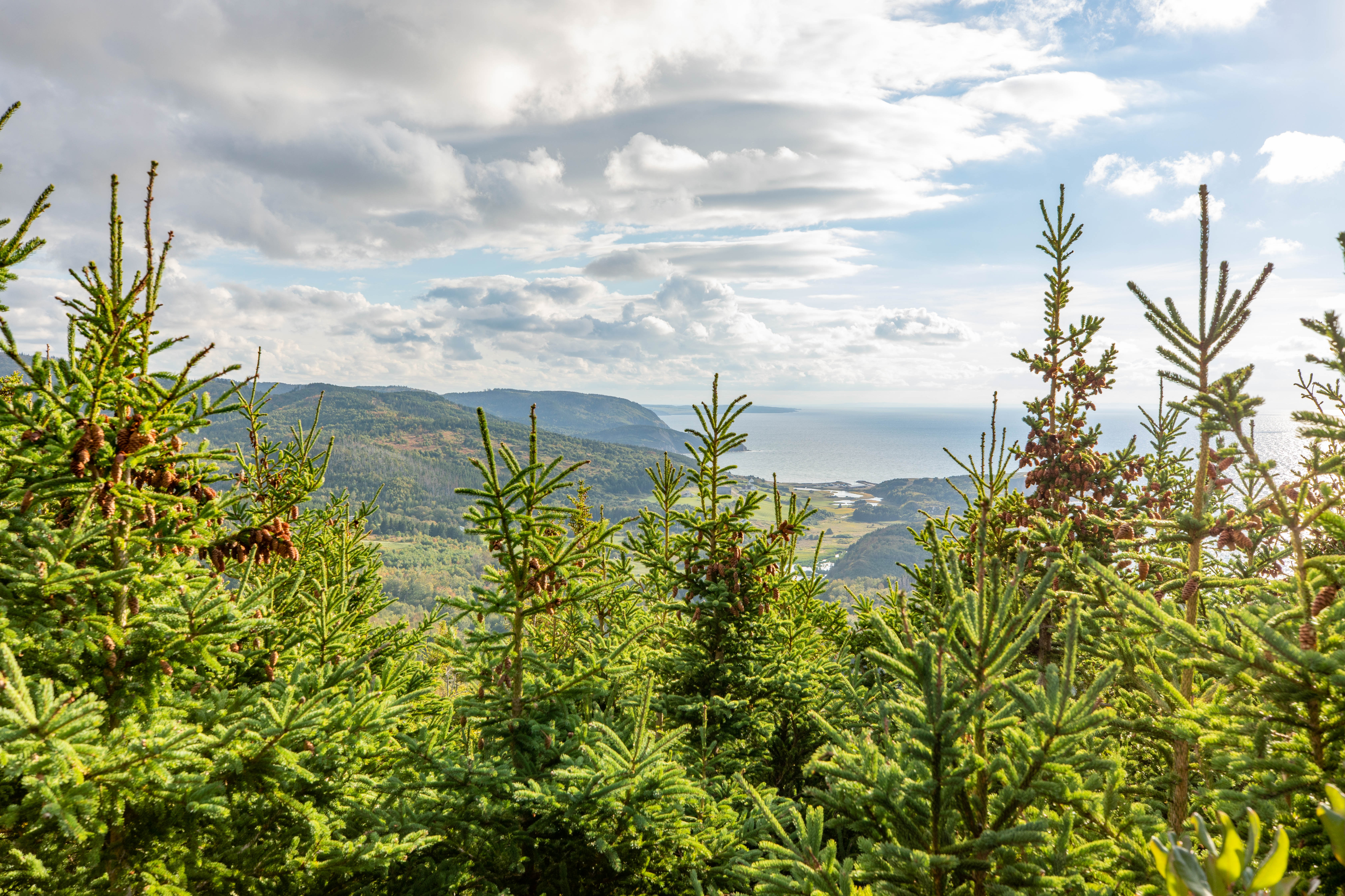 Mabou Highlands Trails