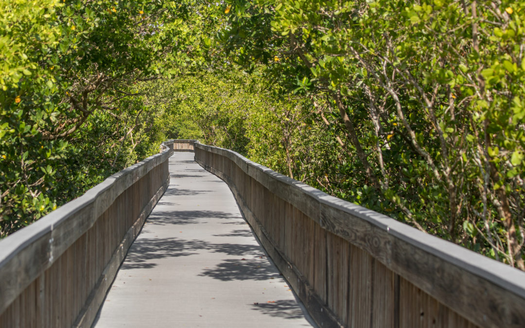 Nature Hike Near St Petersburg FL — Weedon Island Preserve