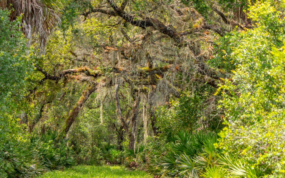 Lush tropical nature walk near Venice, FL — Jelks Preserve