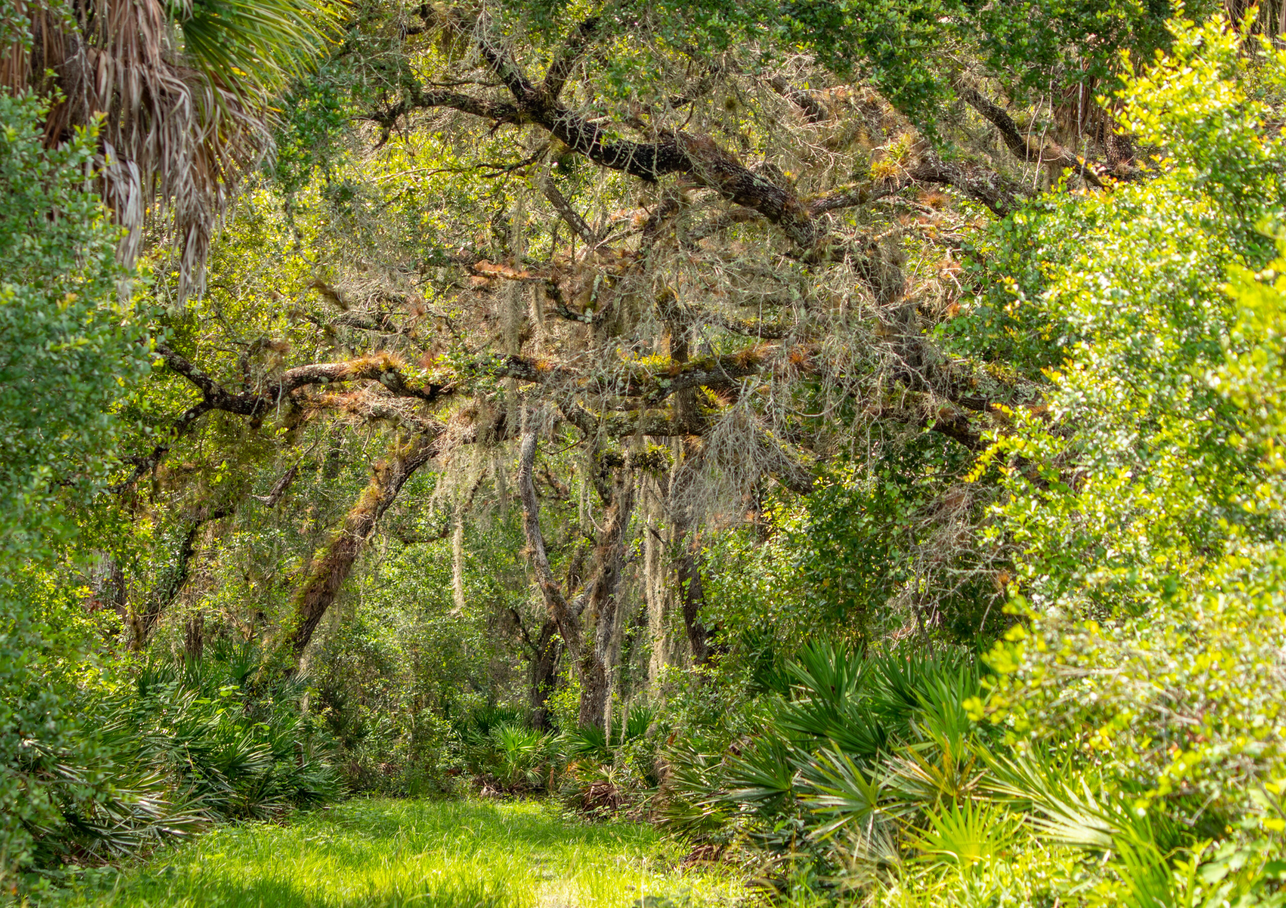 Jelks Preserve Oak Trees