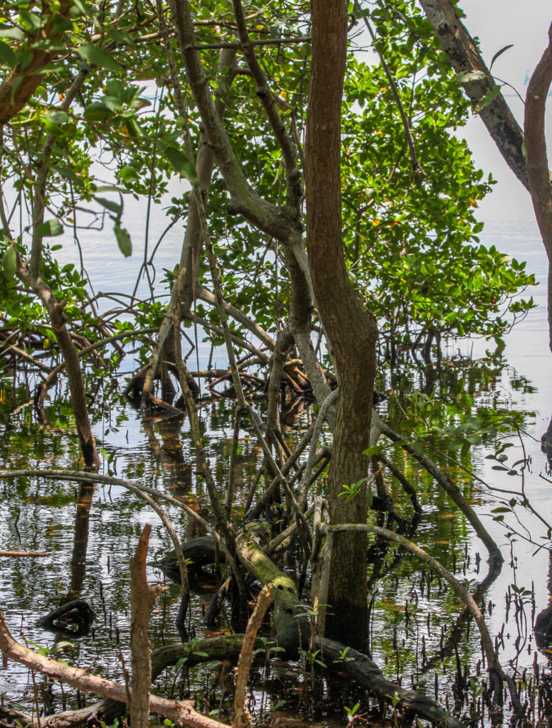 Weedon Mangrove Forest