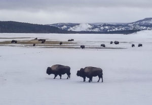 Bison herd in Yellowstone