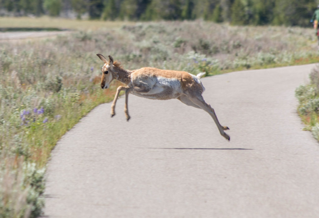 Deer in Grand Teton NP